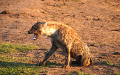 Hyänen – verkannte Superräuber