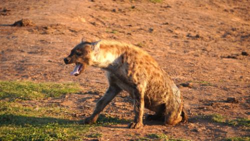 Hyänen – verkannte Superräuber