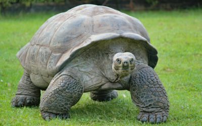 Hommage an unsere Dinosaurier